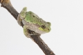 American tree frog on the branch ready to jump to the right