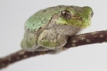 American tree frog rests on the branch far