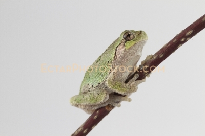 American tree frog climbing up the branch