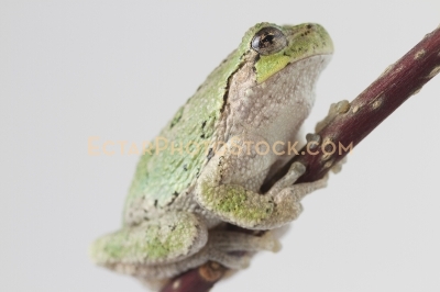 American tree frog climbing up the branch close