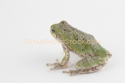 American tree frog isolated on white back view