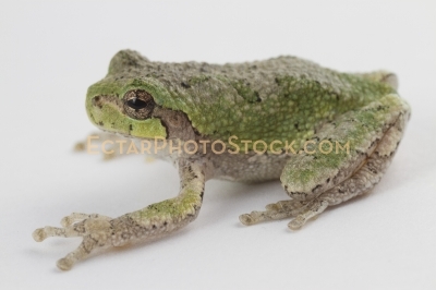American tree frog isolated on white side view