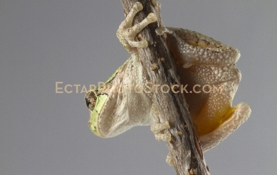 American tree frog on the branch from the bottom