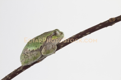 American tree frog rests on the branch far