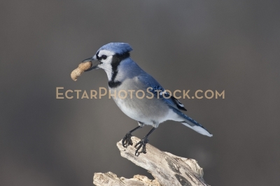Blue Jay perching on a log