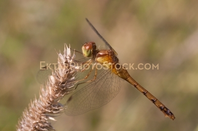 Brown dragofly on dry plant side view