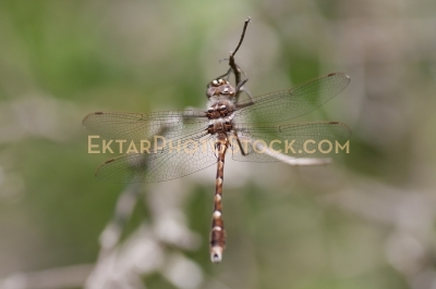 Brown gray dragofly on twig