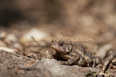 brown toad on rocks