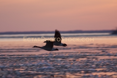 Canada geese fly by over the river blur pair