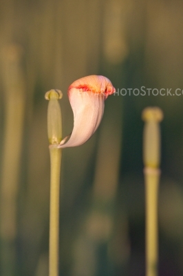 End of tulips blooming one petal