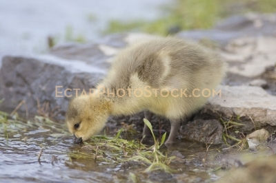Little canada goose looking for food in the water by the rock