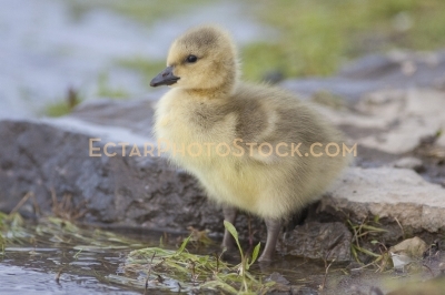 Little canada goose staring the water by the rock