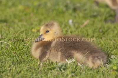 Little goosling feeding resting on the grass