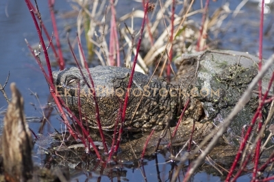 Old snapping turtle sunbathing in bushes