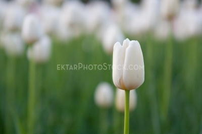 Single white tulip