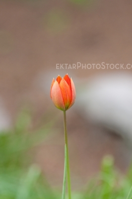 Tulips 7799