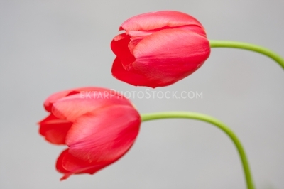 Tulips 7813