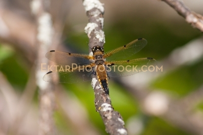 Yellow black dragofly on twig